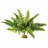 Exo Terra Boston Fern Plant Medium
