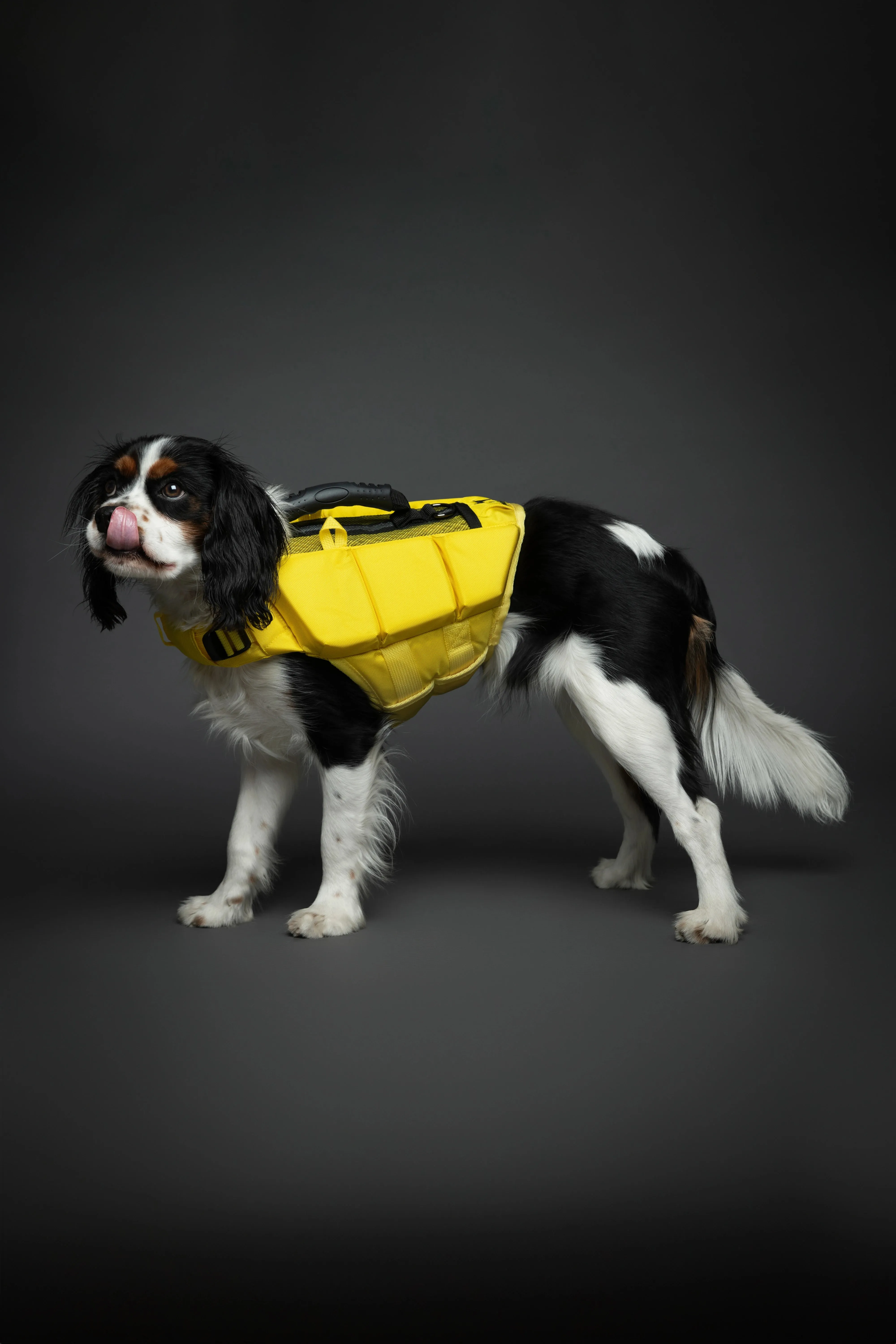 Human Standards Dog Lifejacket Design with 3x Foam for Maximum Buoyancy, Stability & Comfort - Yellow