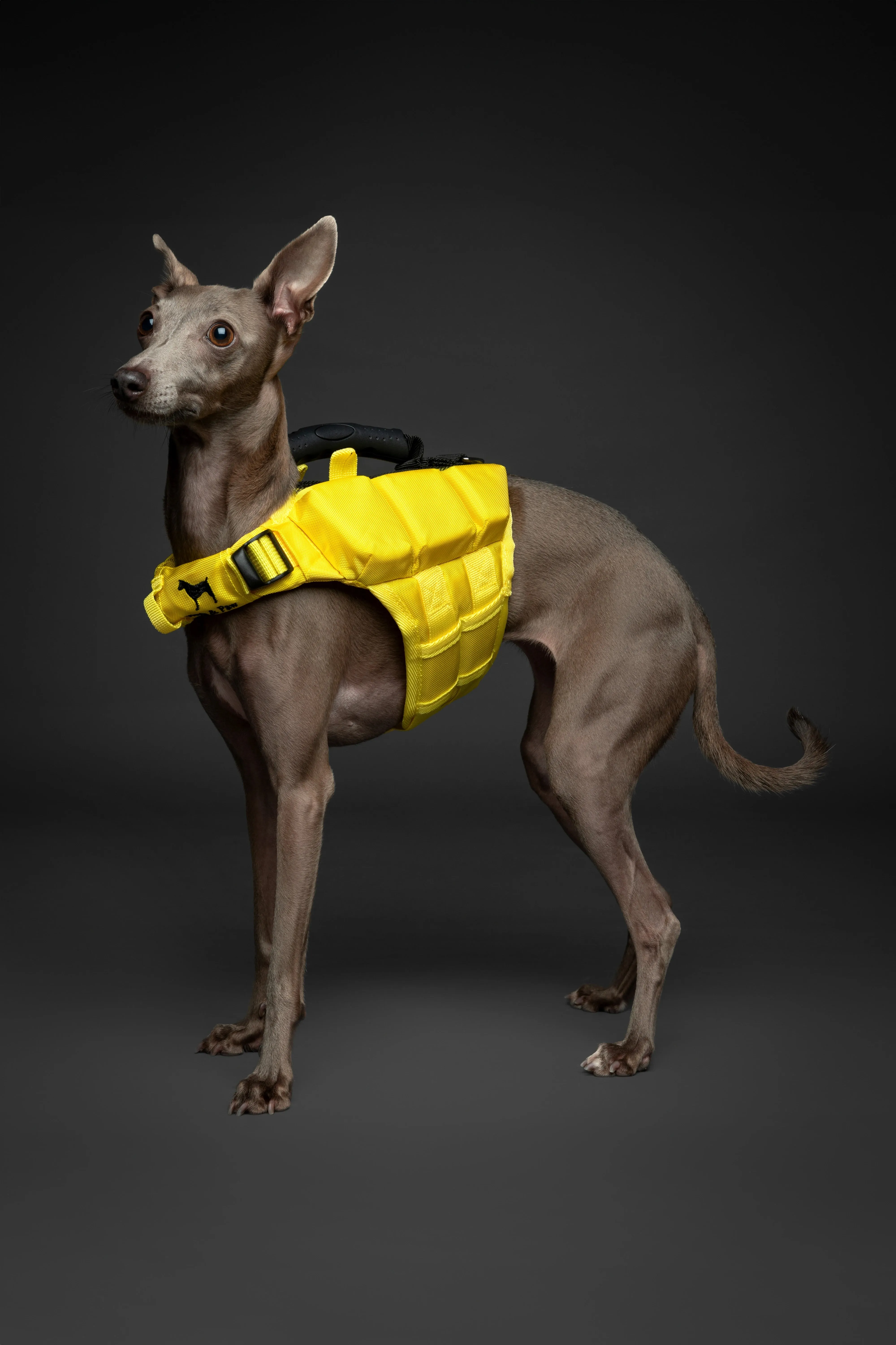 Human Standards Dog Lifejacket Design with 3x Foam for Maximum Buoyancy, Stability & Comfort - Yellow