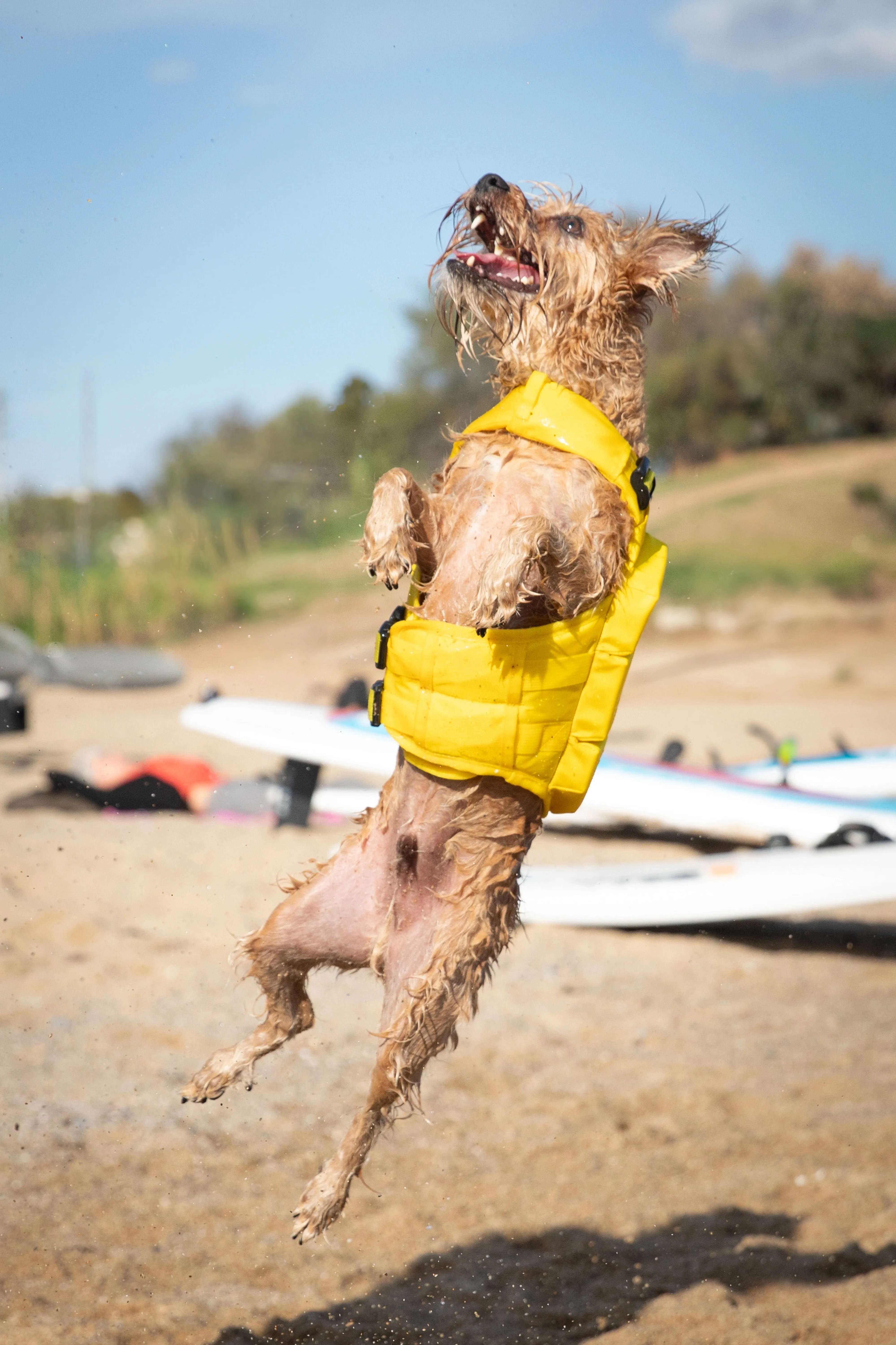 Human Standards Dog Lifejacket Design with 3x Foam for Maximum Buoyancy, Stability & Comfort - Yellow