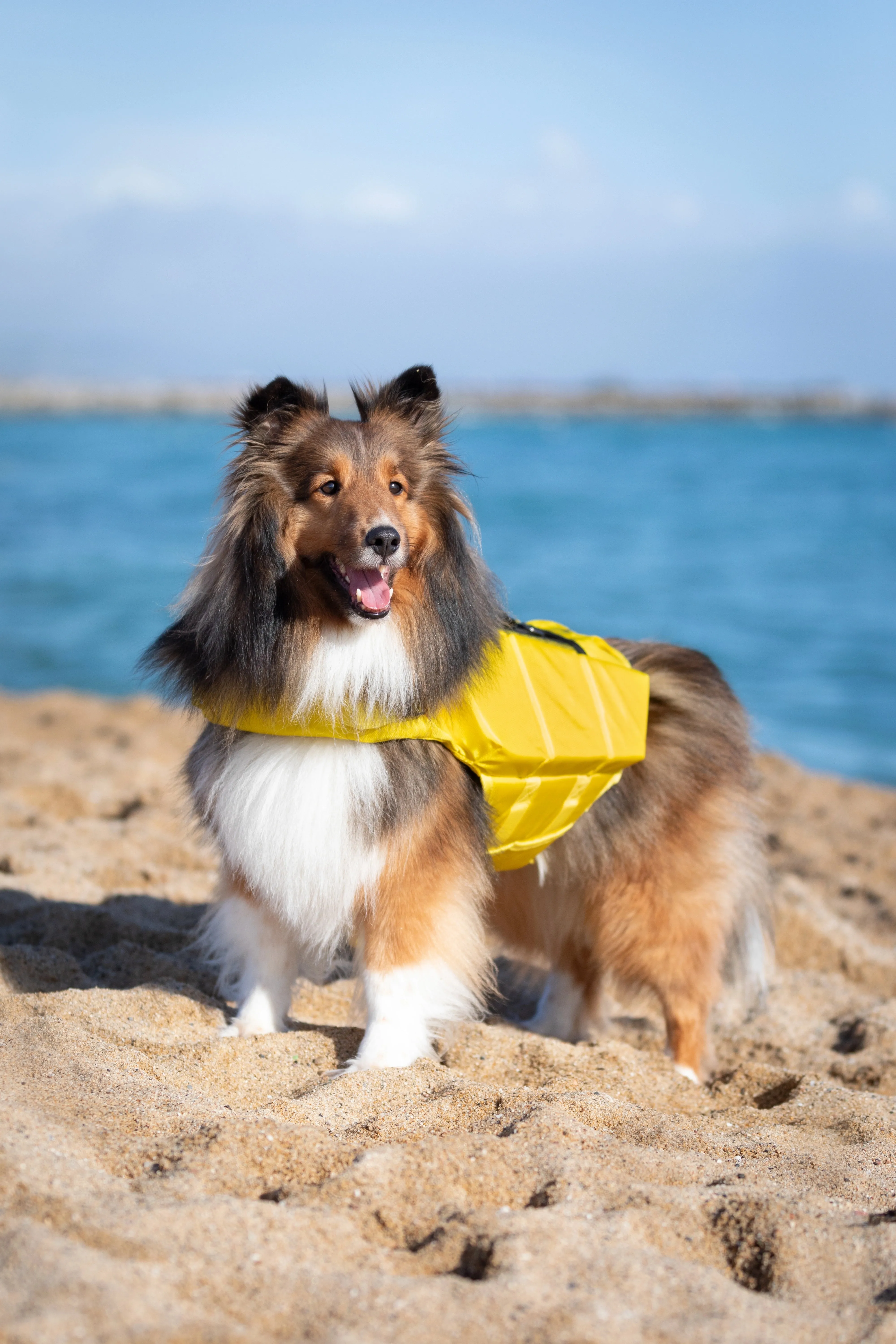 Human Standards Dog Lifejacket Design with 3x Foam for Maximum Buoyancy, Stability & Comfort - Yellow