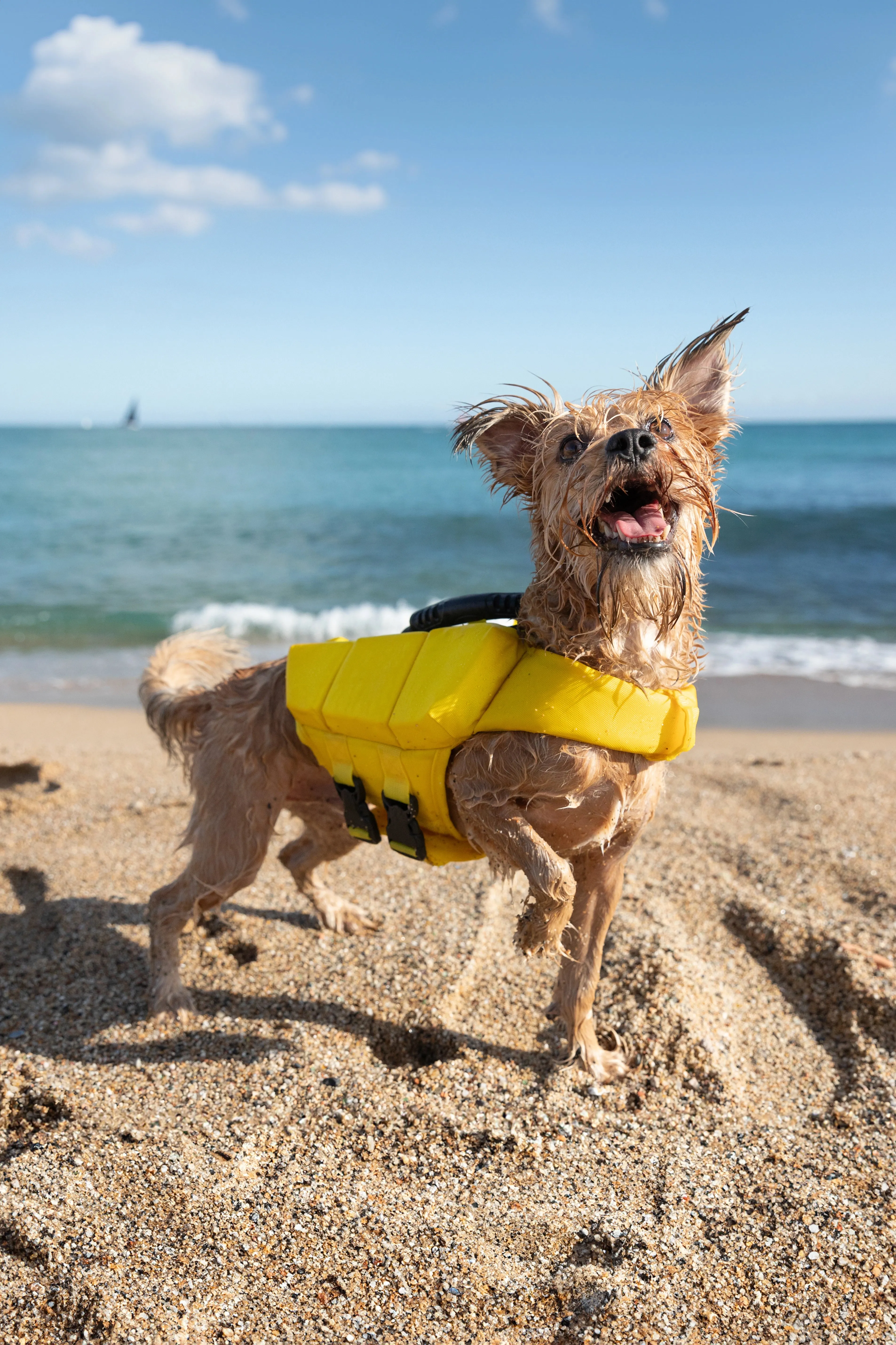 Human Standards Dog Lifejacket Design with 3x Foam for Maximum Buoyancy, Stability & Comfort - Yellow