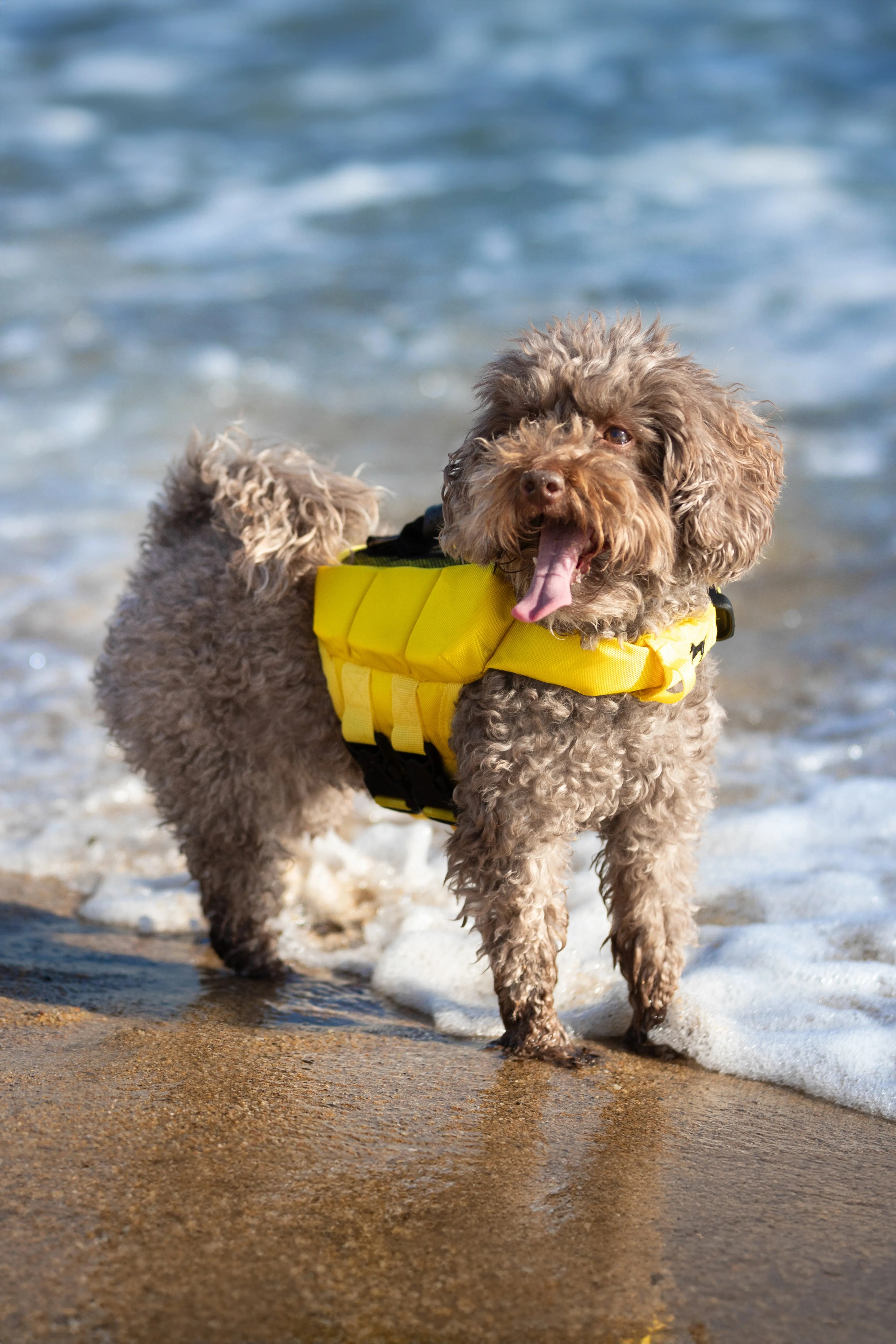 Human Standards Dog Lifejacket Design with 3x Foam for Maximum Buoyancy, Stability & Comfort - Yellow