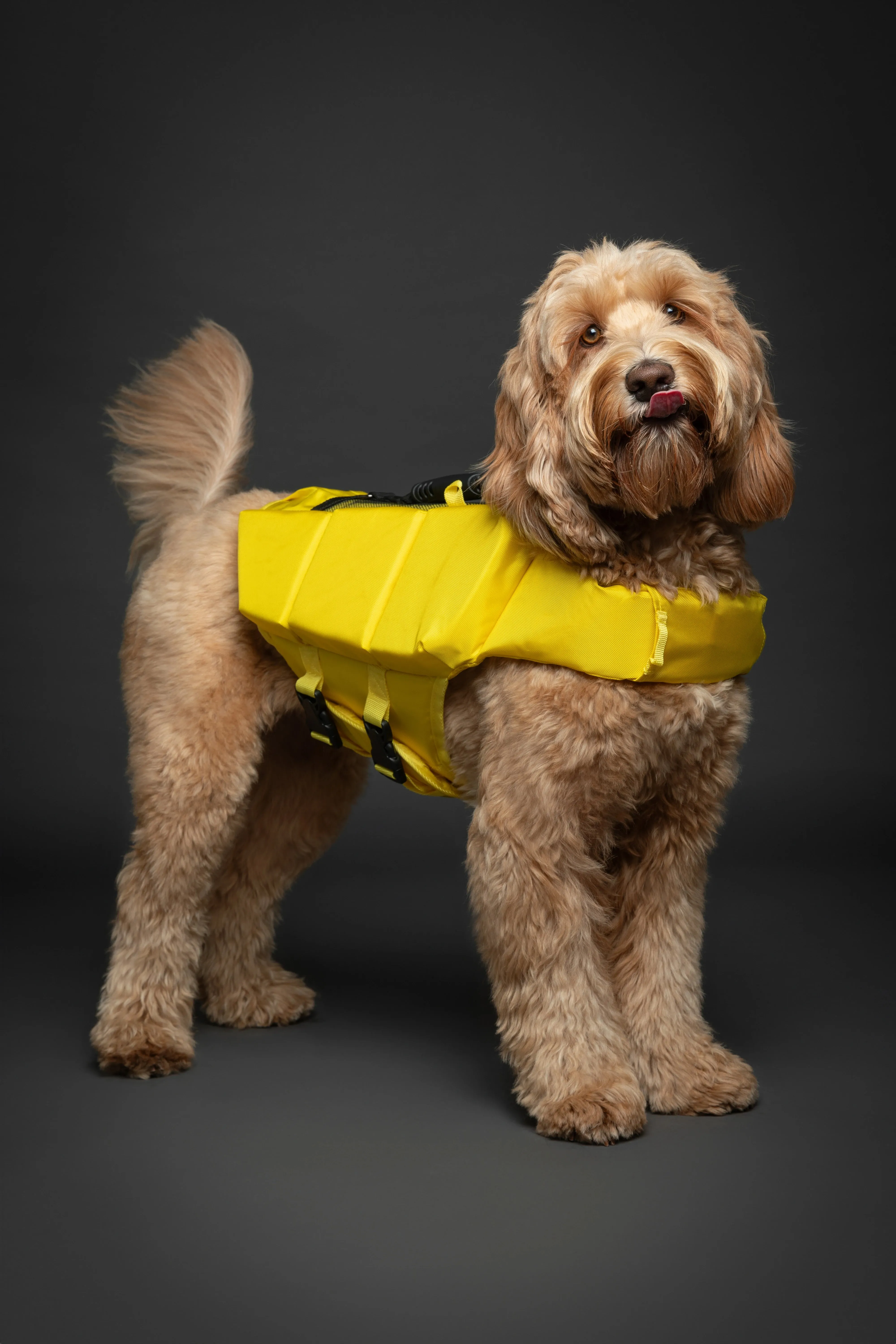 Human Standards Dog Lifejacket Design with 3x Foam for Maximum Buoyancy, Stability & Comfort - Yellow