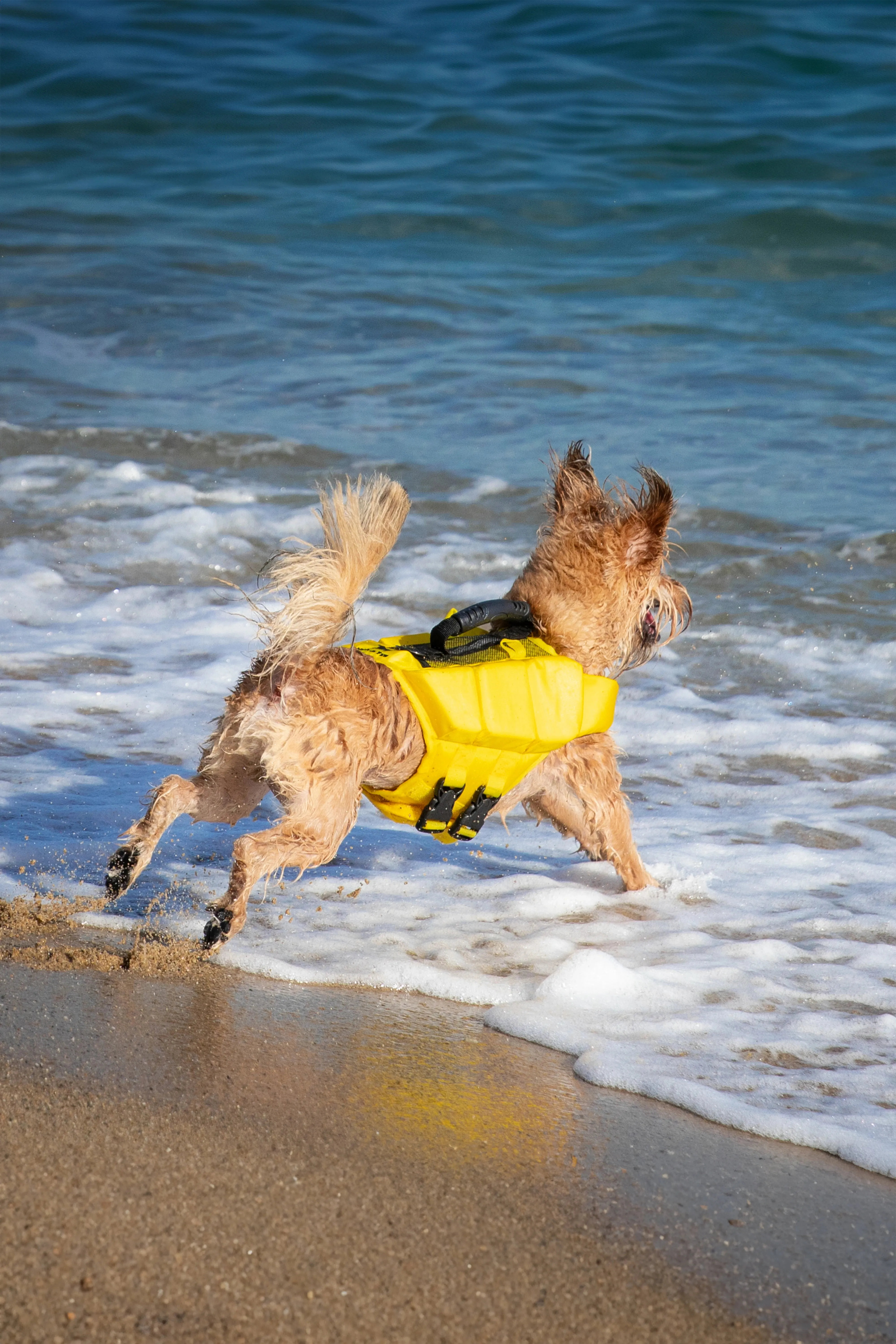 Human Standards Dog Lifejacket Design with 3x Foam for Maximum Buoyancy, Stability & Comfort - Yellow