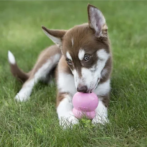 KONG Easy Treat Puppy Chicken Treat Paste
