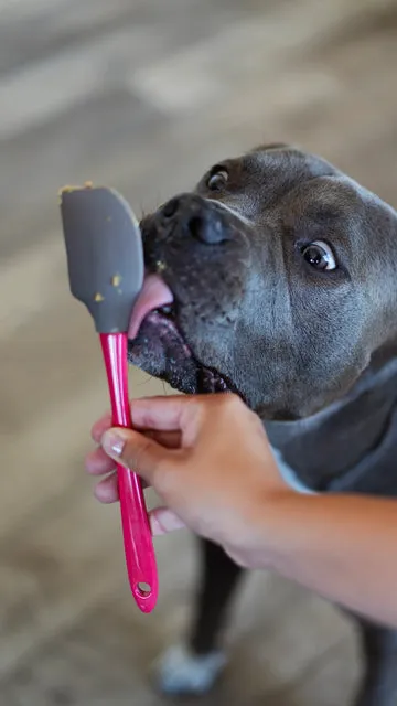 Messy Mutts Silicone Therapeutic Dog Lick Mat with Silicone Spatula in Grey