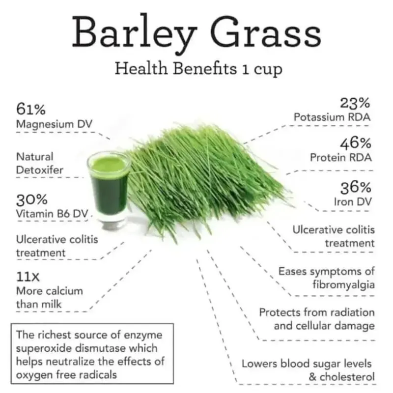 Organic Barley Leaves Multi Vitamin Green Juice Powder