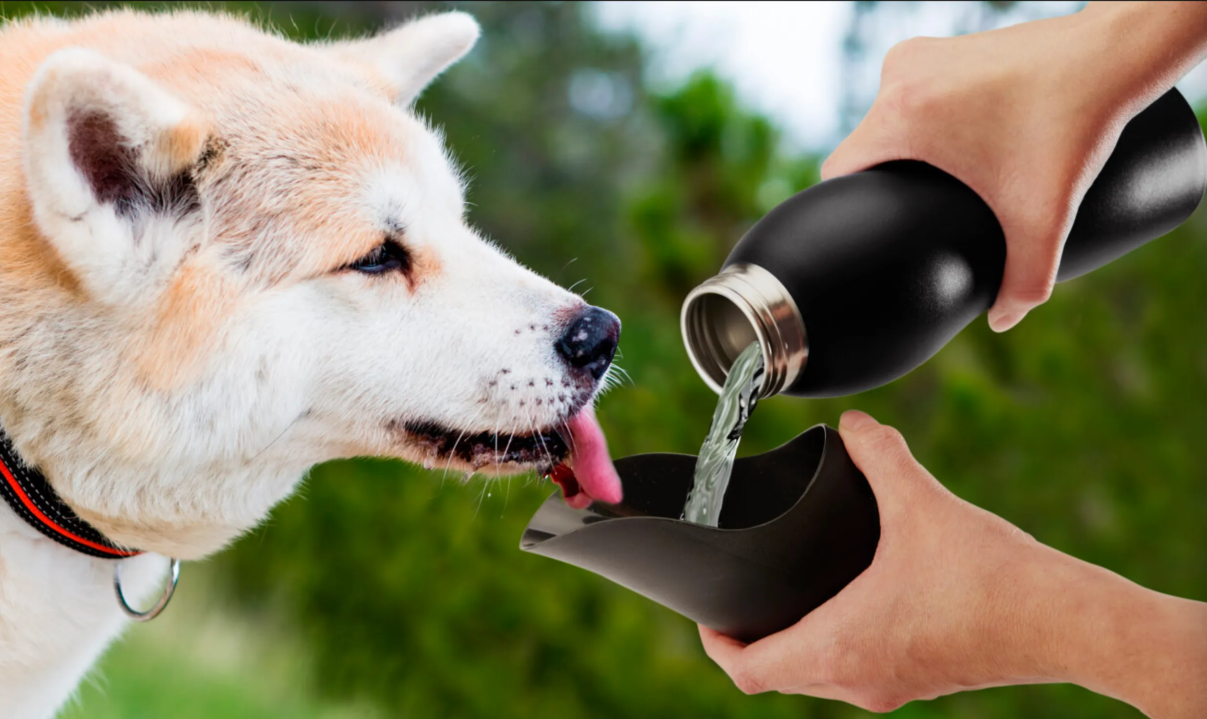 Stainless Steel Dog Water Bottles, 25 Oz