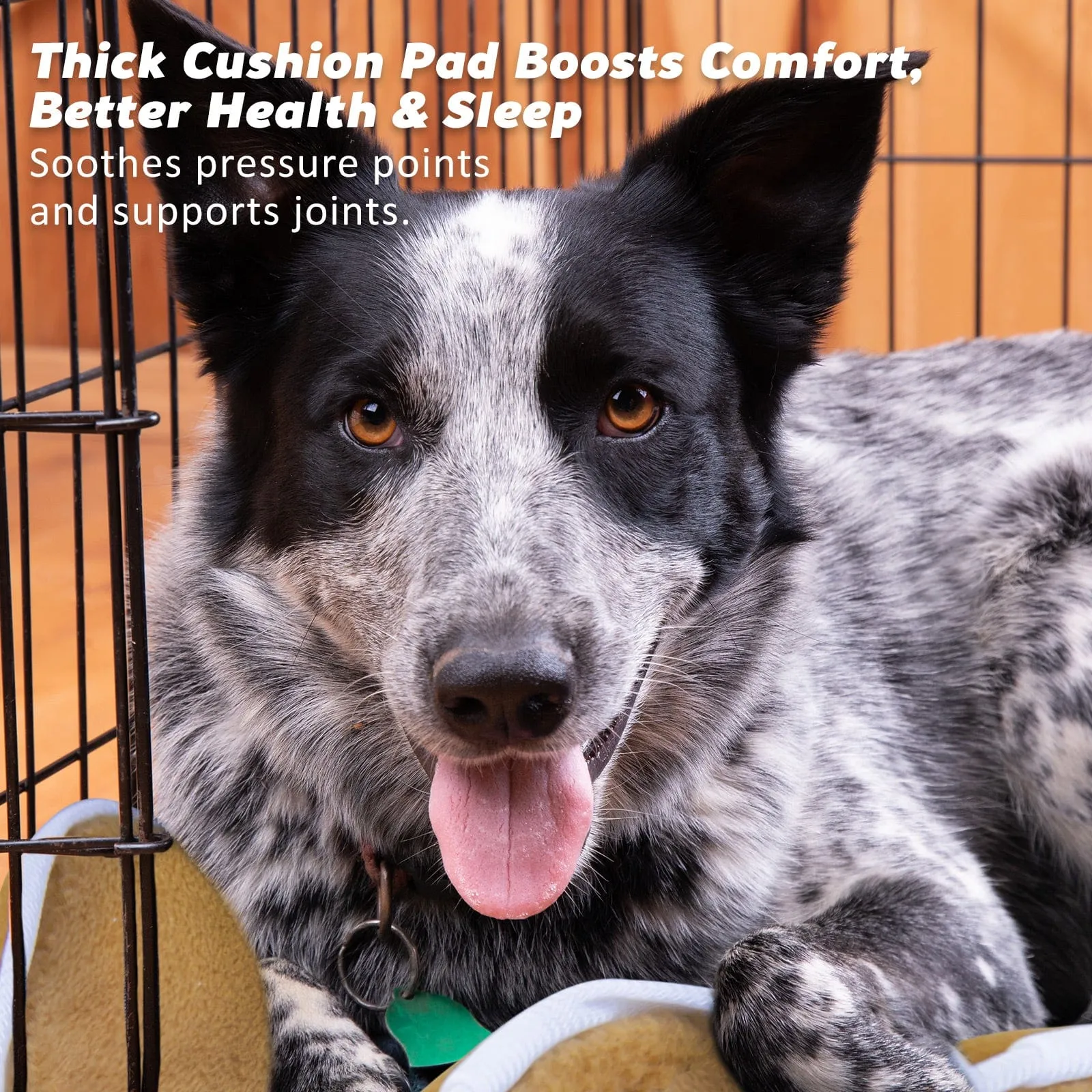 Wire Dog Cage Foldable Crate Kennel 48in with Tray   Cushion Mat Combo